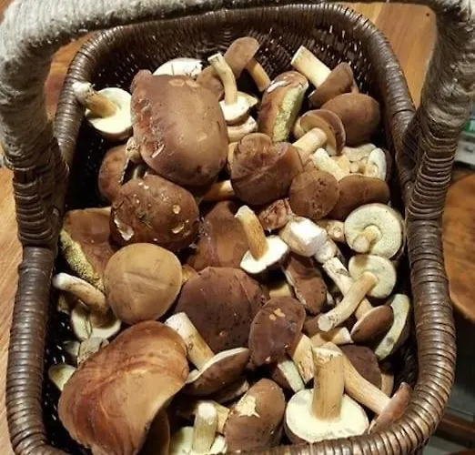 Wilga - Urokliwy Dom Z Bala * Ostrybor